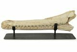 Impressive Fossil Dyrosaurus Rostrum - Morocco #227167-3